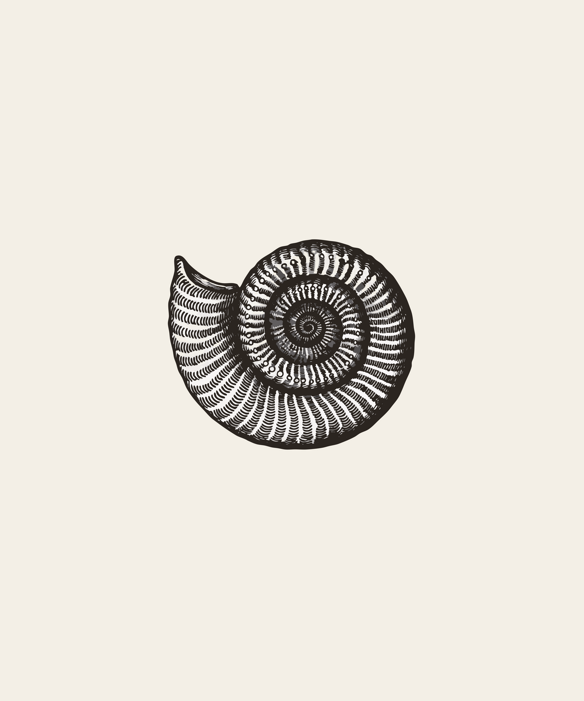 Scaphites nodosus ammonite line drawing
