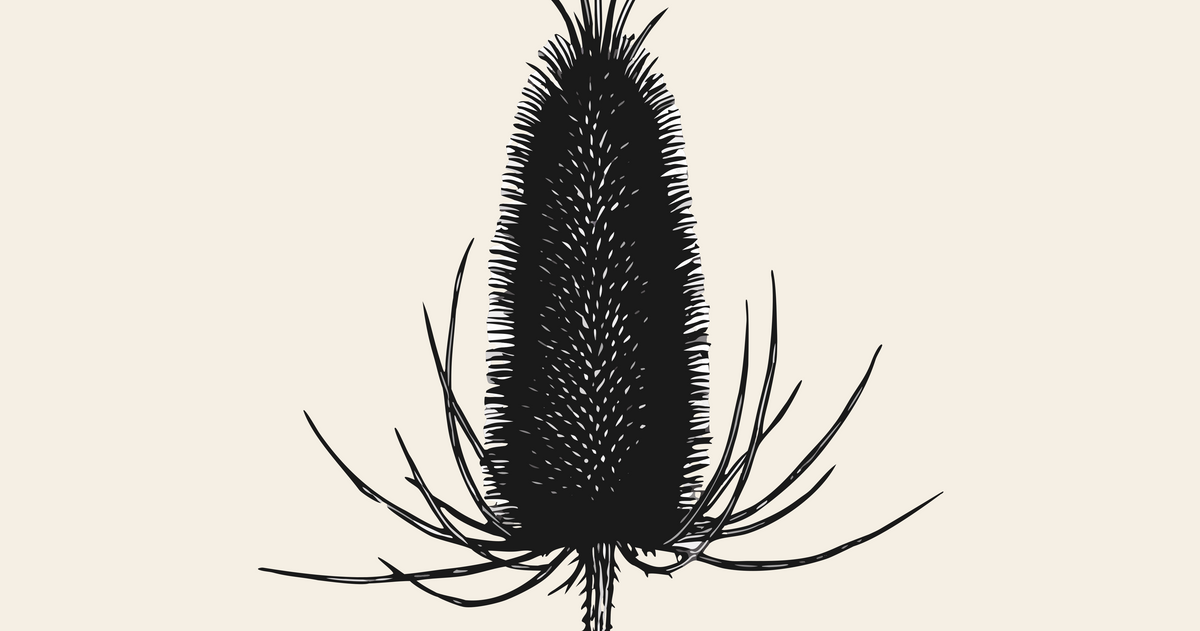 Teasel seed head botanical line art