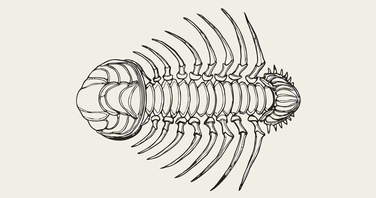Olenoides serratus trilobite illustration