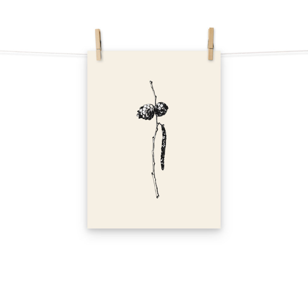 A high-detail line art illustration of a slender alder twig with cones and a catkin, printed as a vertical art print. Hung with wooden pegs, 12″×16″ size.