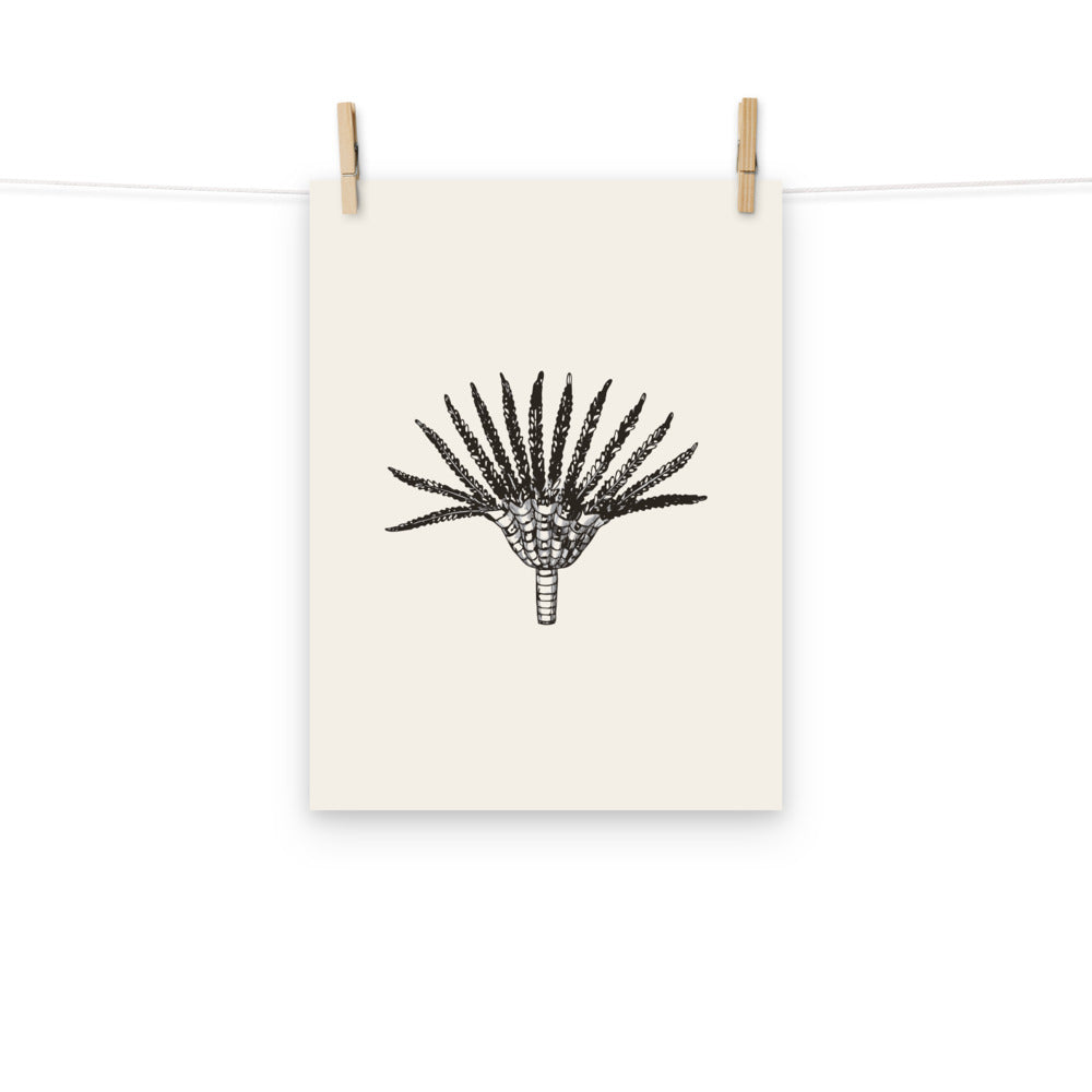 A detailed line art engraving of a Pentacrinites crinoid crown and segmented stem on a minimalist art print. Hung with wooden pegs, 12″×16″ size.