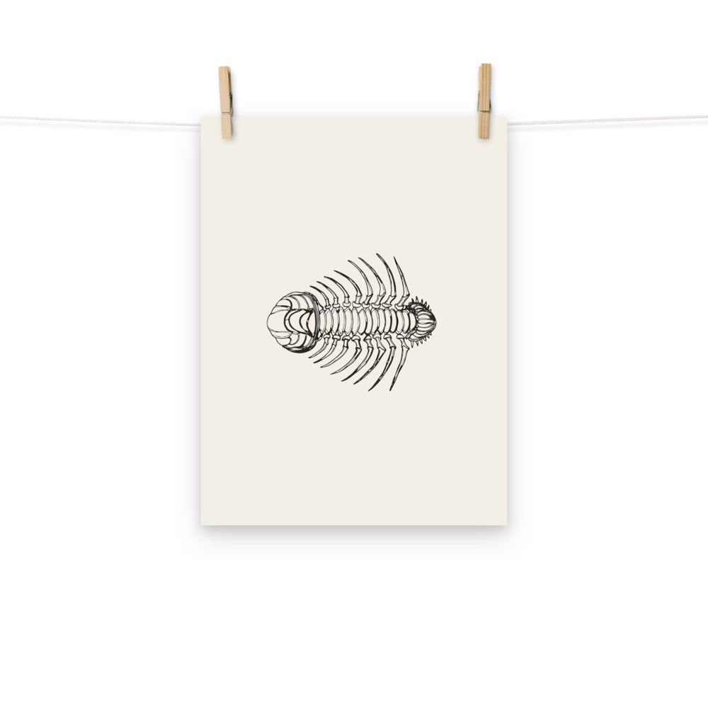 An Olenoides serratus trilobite scientific illustration printed on a minimalist art print. Hung with wooden pegs, 12″×16″ size.
