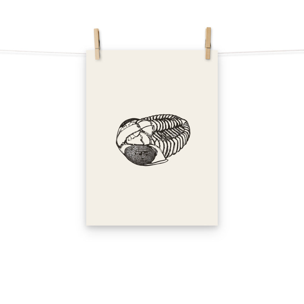 Scientific line art illustration of an enrolled Phacops rana trilobite in lateral view on an art print. Hung with wooden pegs, 12″×16″ size.