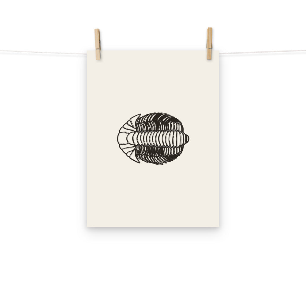 A detailed lithograph-style scientific illustration of a Calymene blumenbachii trilobite printed on an art print. Hung with wooden pegs, 12″×16″ size.