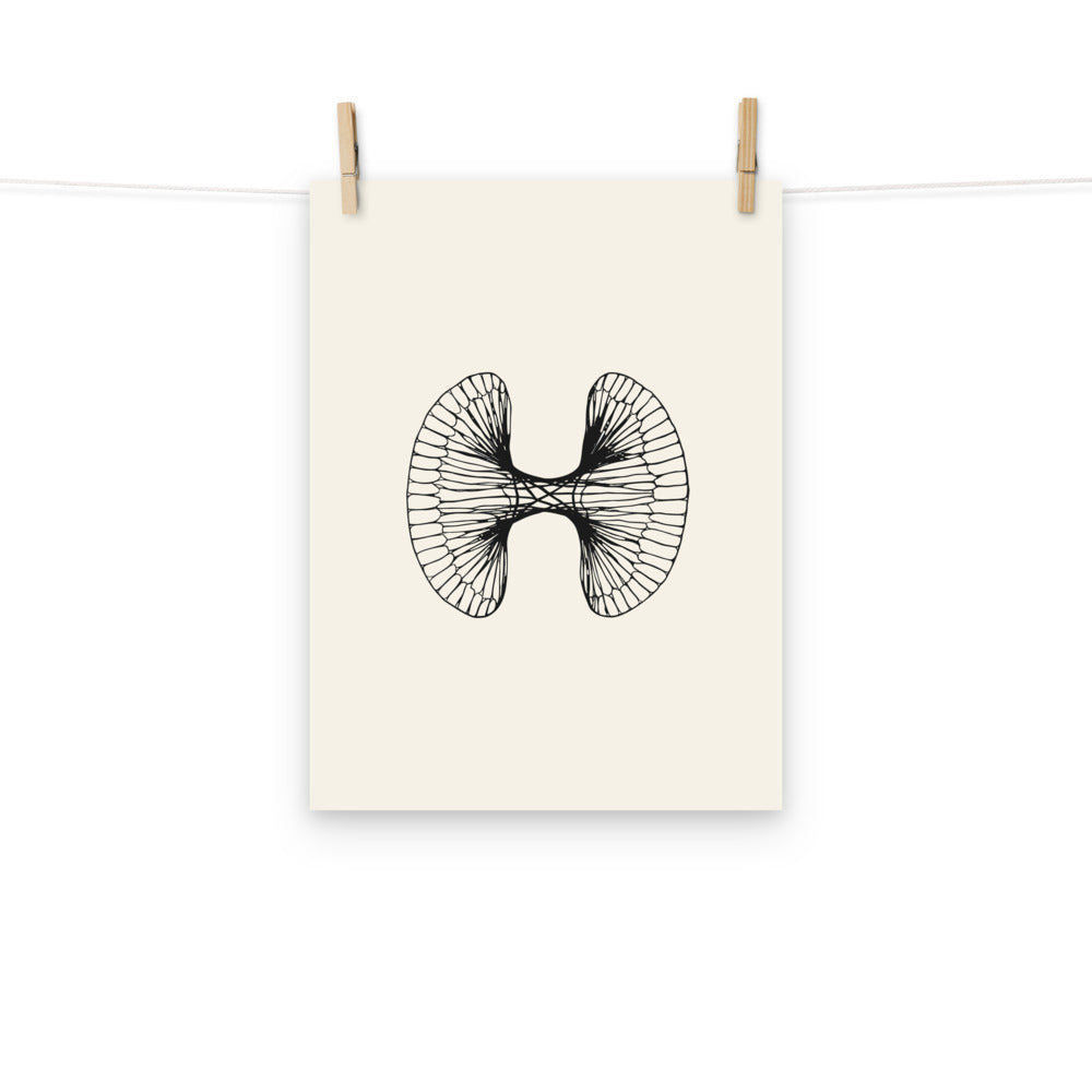Scientific line drawing of a single pine pollen grain with two bladder wings printed on an art print. Hung with wooden pegs, 12″×16″ size.