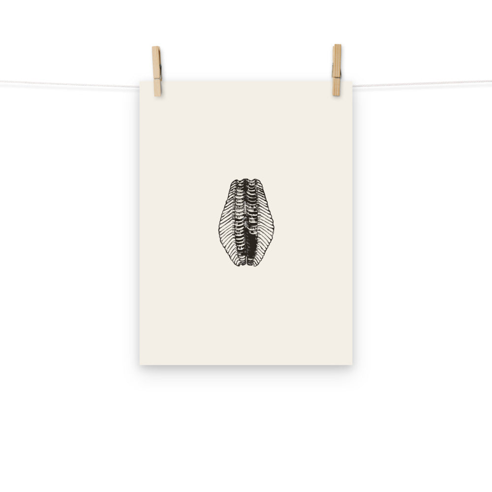 A clean line art print of a Cruziana trace fossil trackway with bilateral herringbone scratch marks on an art print. Hung with wooden pegs, 12″×16″ size.