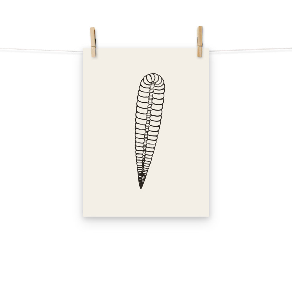 An orthocone nautiloid fossil longitudinal section line drawing printed on an art print. Hung with wooden pegs, 12″×16″ size.