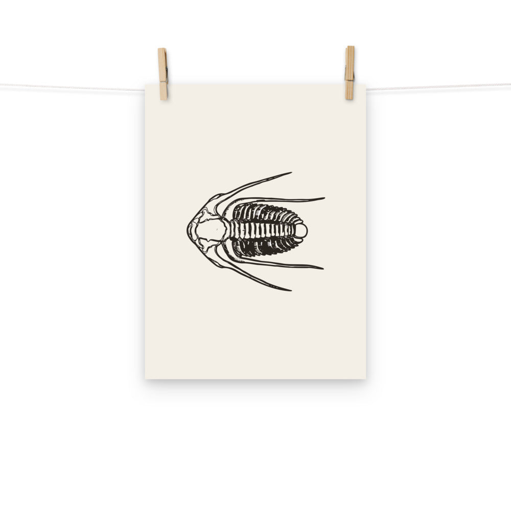 Anatomical line drawing of the Paradoxides davidis trilobite with long genal spines, printed on a museum-quality art print. Hung with wooden pegs, 12″×16″ size.