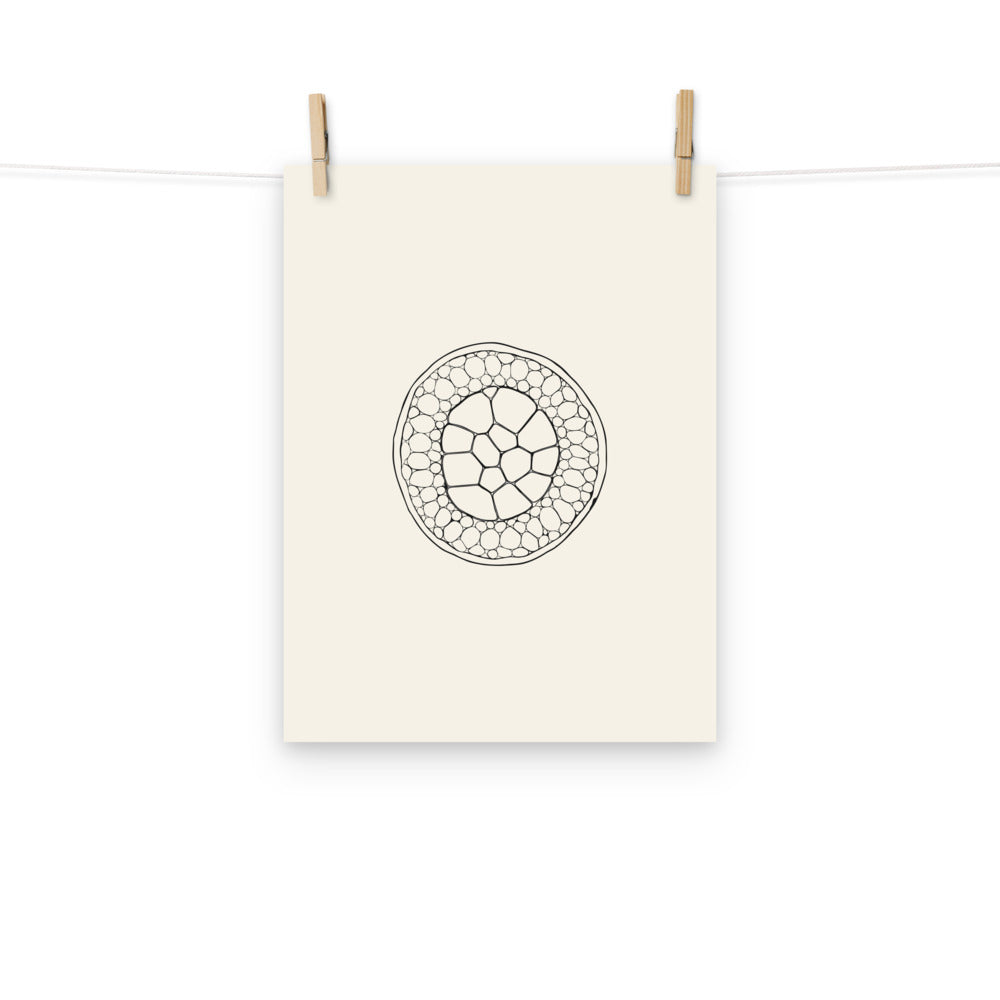 A precise micrographic line drawing of a transverse carnation stem section on a white paper art print. Hung with wooden pegs, 12″×16″ size.