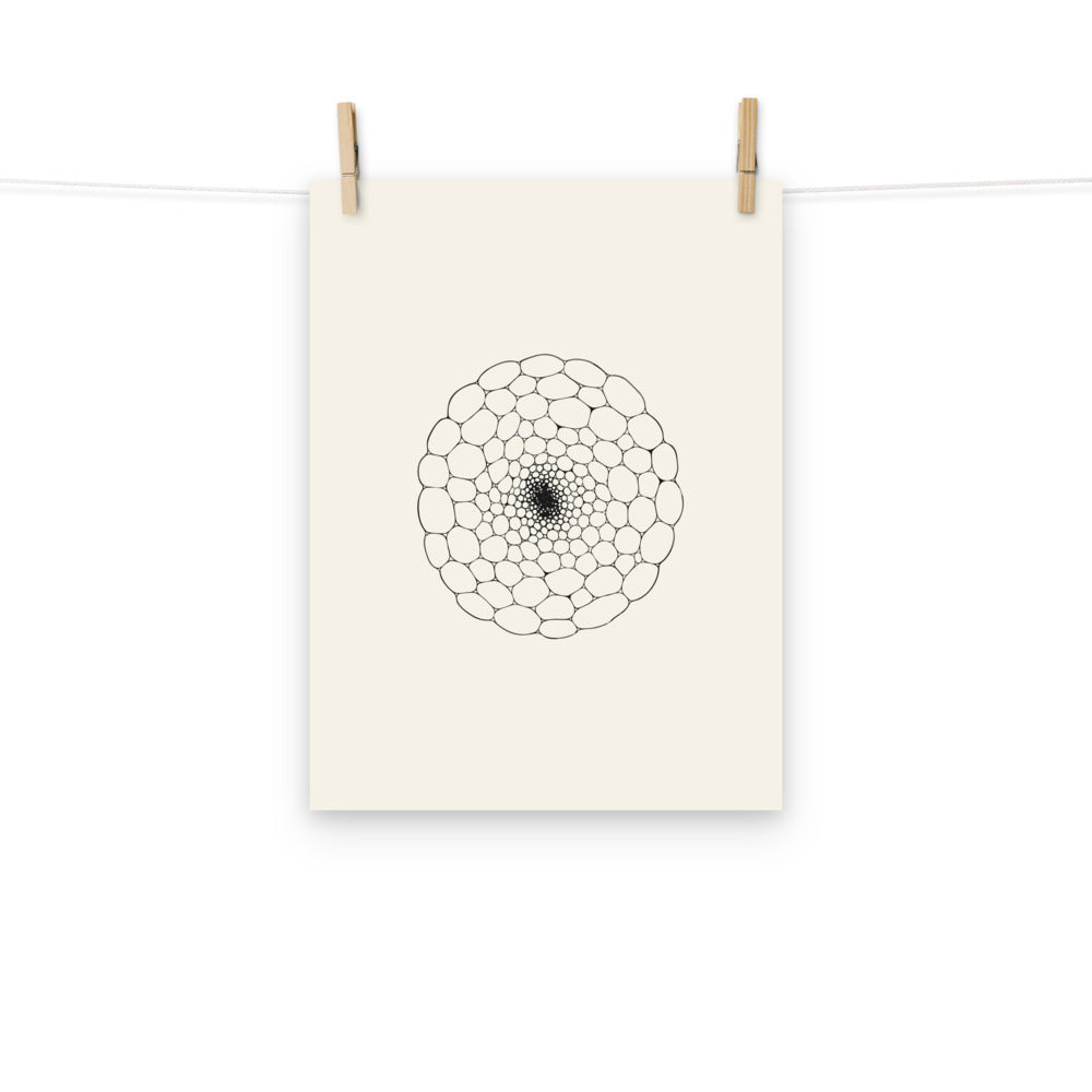 The detailed microscopic drawing of a water lily petiole section printed on an art print, displaying internal air canals. Hung with wooden pegs, 12″×16″ size.