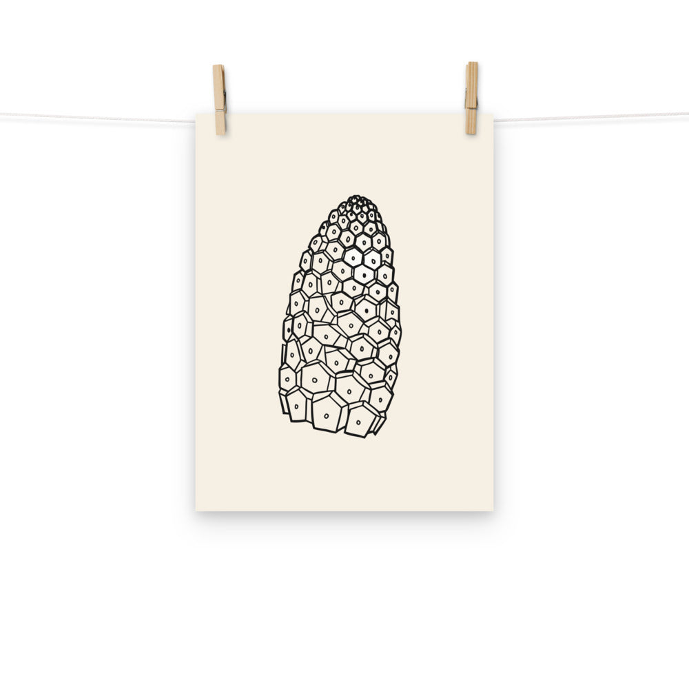 An art print featuring a detailed botanical line drawing of a field horsetail fertile cone. Hung with wooden pegs, 12″×16″ size.