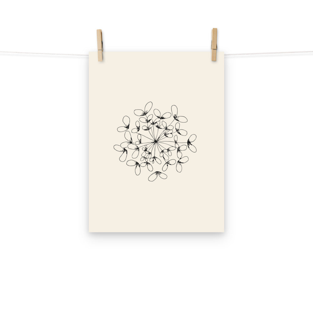 A detailed botanical line art illustration of a wild parsnip seed cluster printed on an art print. Hung with wooden pegs, 12″×16″ size.
