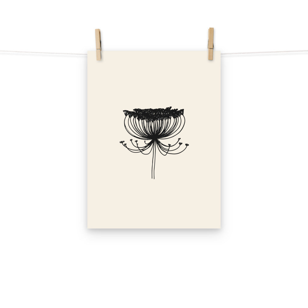 A detailed fine-line botanical illustration of a contracted wild carrot umbel printed on a vertical art print. Hung with wooden pegs, 12″×16″ size.