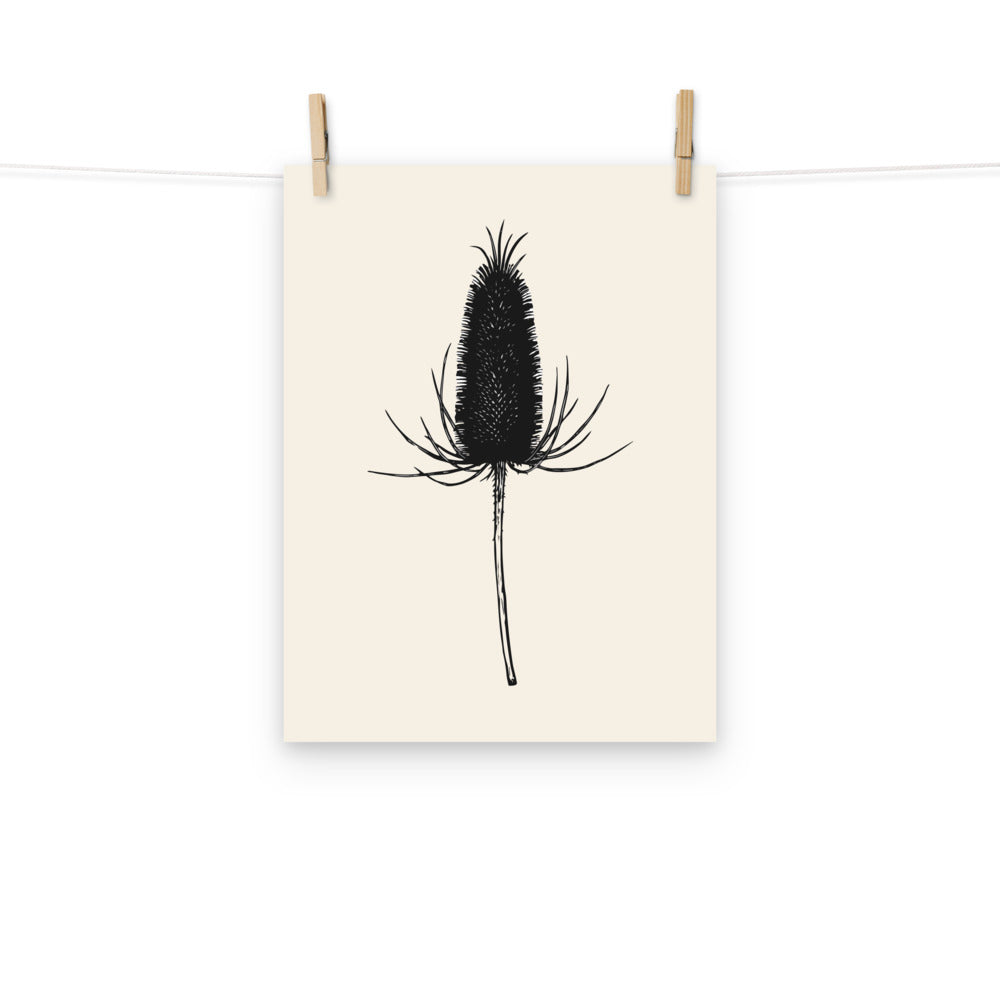A detailed botanical line drawing of a dried teasel seed head on an art print. Hung with wooden pegs, 12″×16″ size.