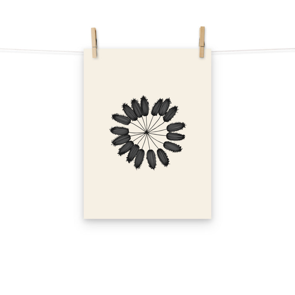 A detailed botanical line art illustration of a cumin seed umbellule printed on an art print. Hung with wooden pegs, 12″×16″ size.