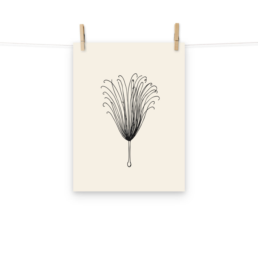 A detailed botanical engraving of a single feathery clematis achene plume printed on an art print. Hung with wooden pegs, 12″×16″ size.