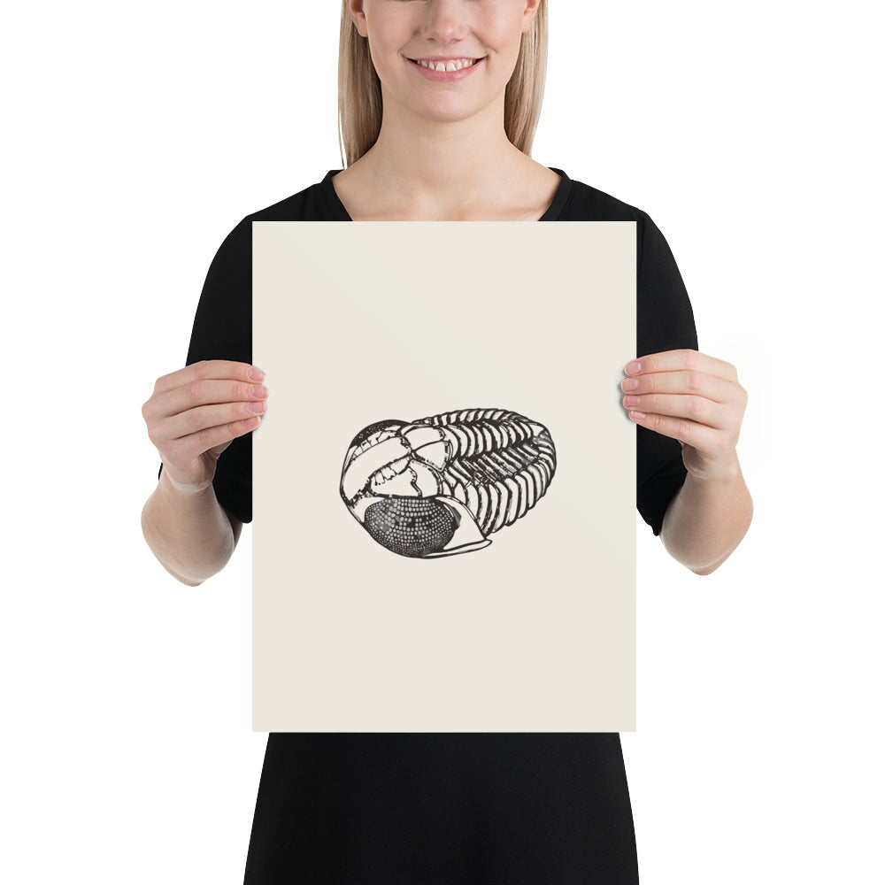 Scientific line art illustration of an enrolled Phacops rana trilobite in lateral view on an art print. 12″×16″ size.