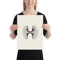 Scientific line drawing of a single pine pollen grain with two bladder wings printed on an art print. 12″×16″ size.