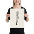 An orthocone nautiloid fossil longitudinal section line drawing printed on an art print. 12″×16″ size.
