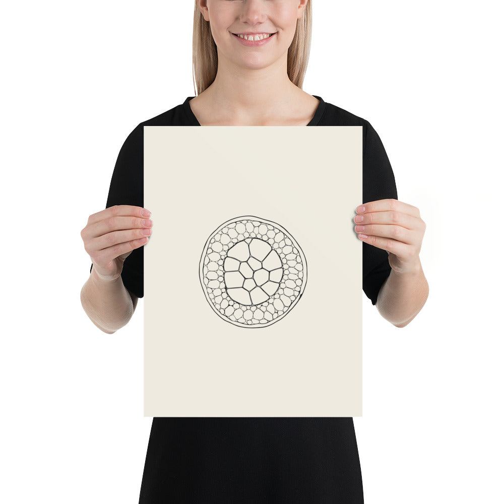 A precise micrographic line drawing of a transverse carnation stem section on a white paper art print. 12″×16″ size.