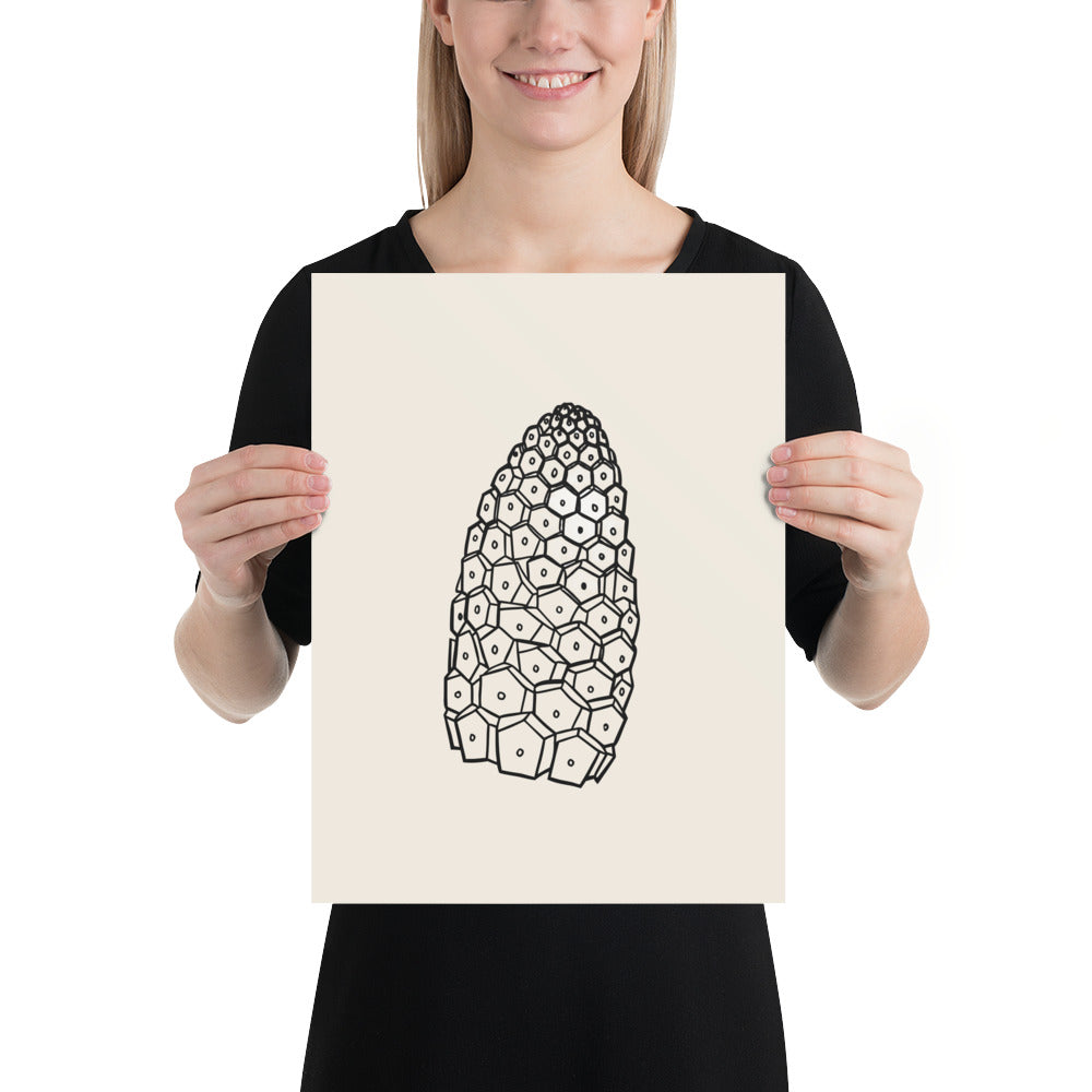 An art print featuring a detailed botanical line drawing of a field horsetail fertile cone. 12″×16″ size.
