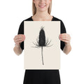 A detailed botanical line drawing of a dried teasel seed head on an art print. 12″×16″ size.