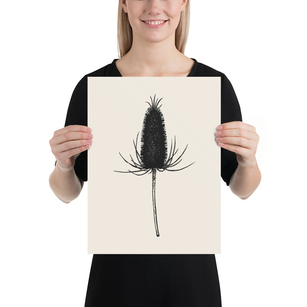 A detailed botanical line drawing of a dried teasel seed head on an art print. 12″×16″ size.