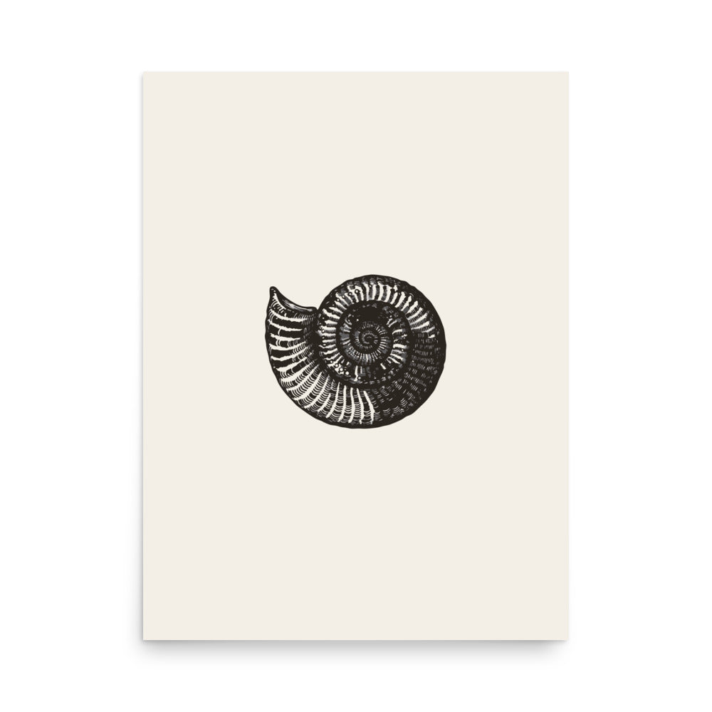 An art print featuring a detailed black line drawing of a Scaphites nodosus ammonite shell in lateral view. 18″×24″ size.