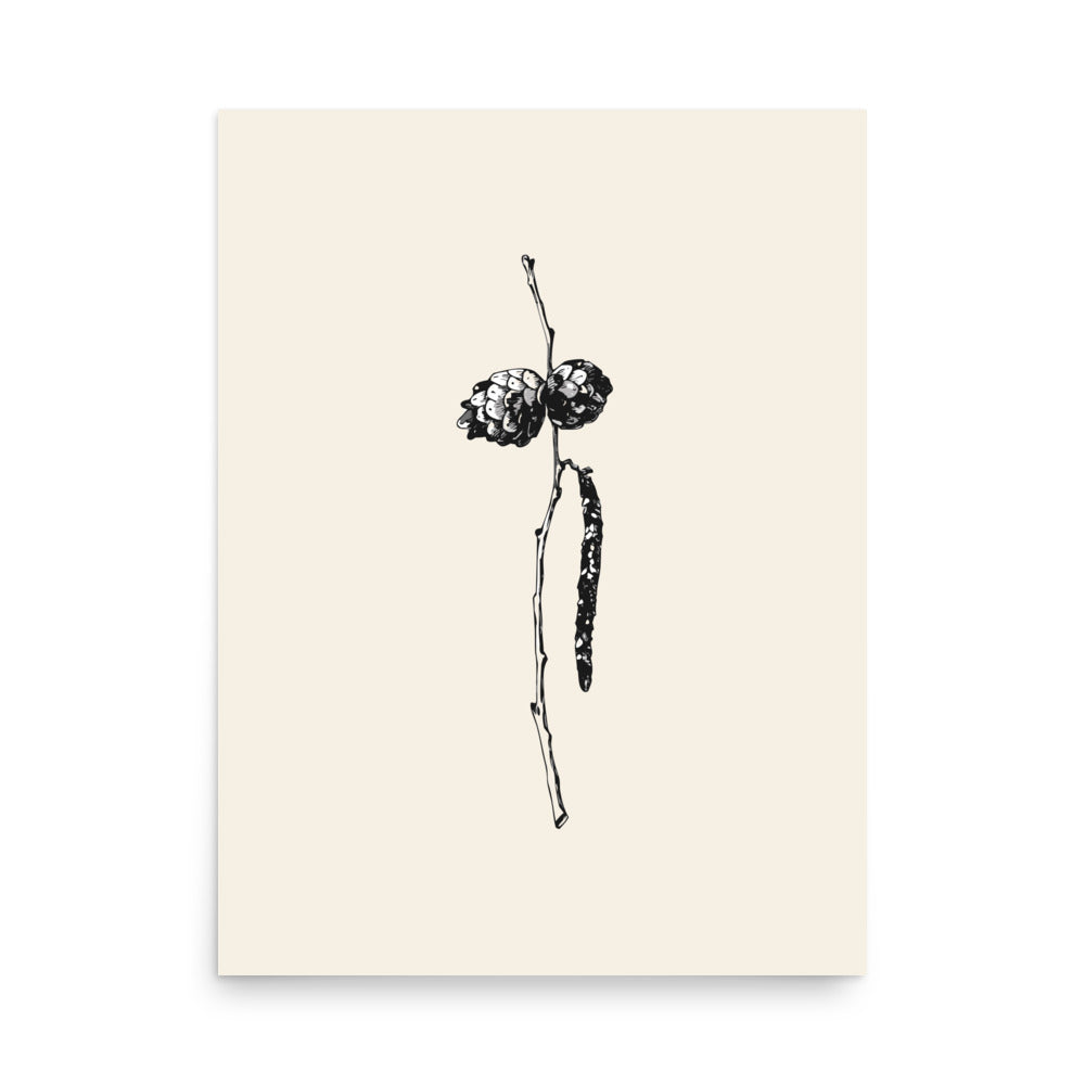 A high-detail line art illustration of a slender alder twig with cones and a catkin, printed as a vertical art print. 18″×24″ size.