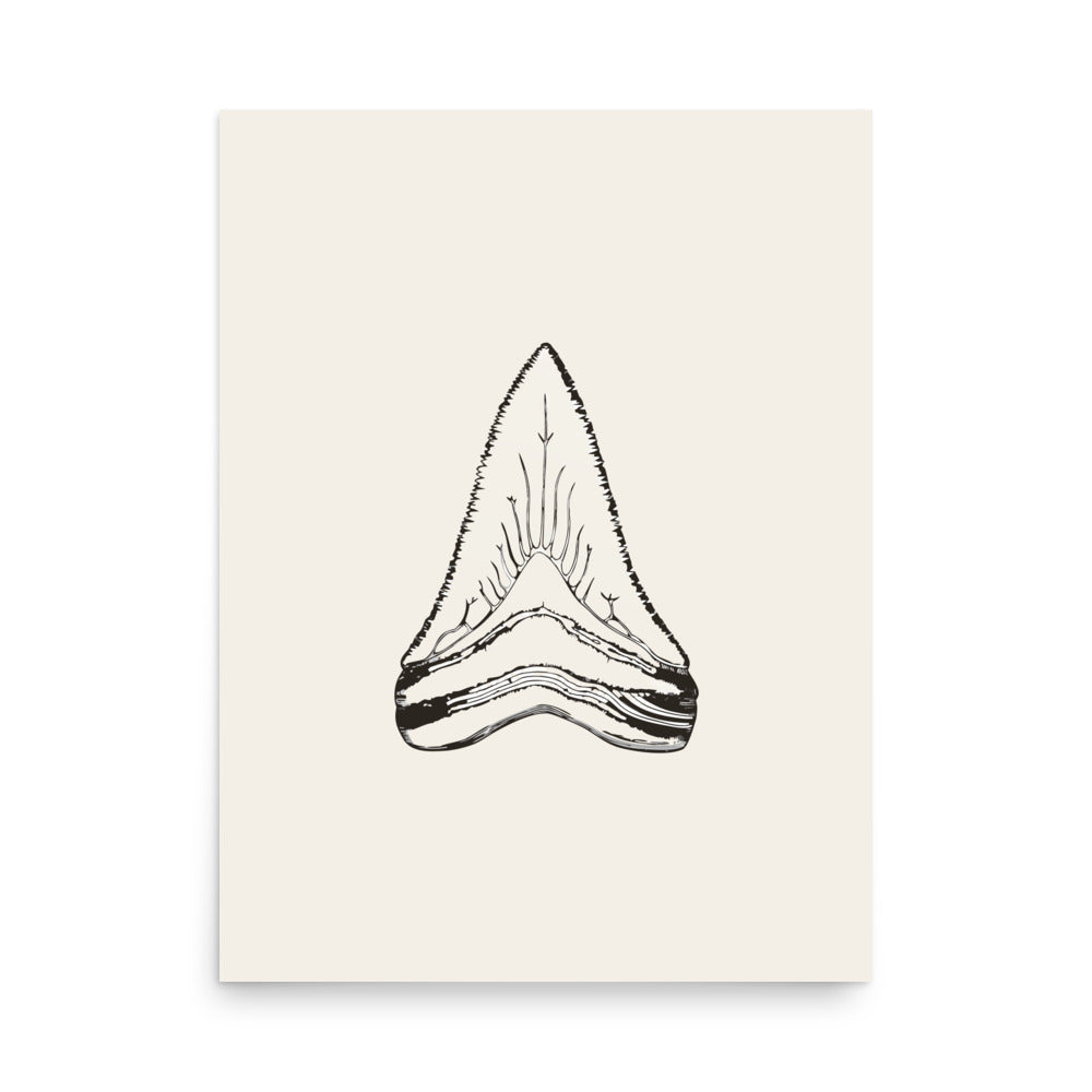Scientific illustration of a Megalodon tooth in fine line art printed on a minimalist art print. 18″×24″ size.