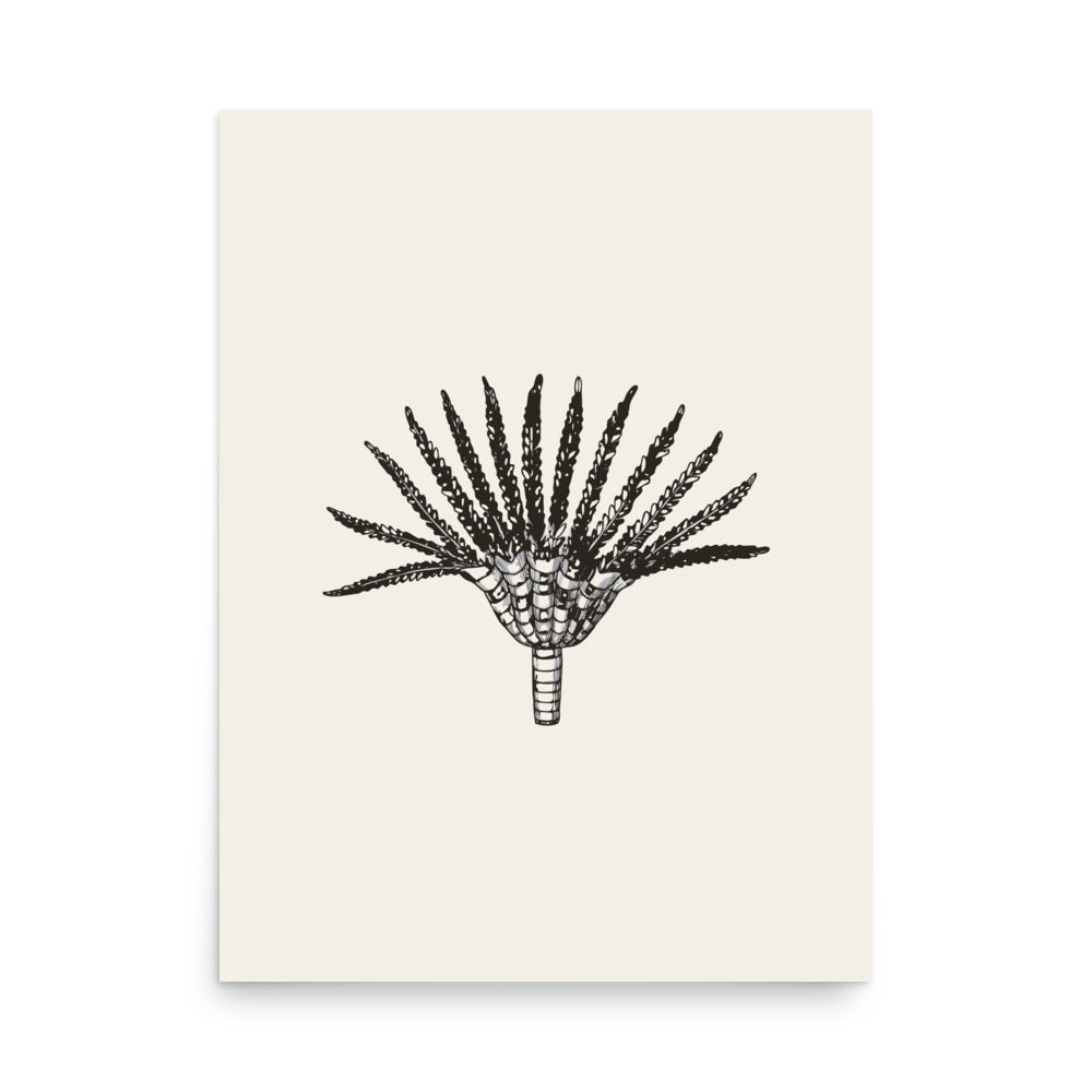 A detailed line art engraving of a Pentacrinites crinoid crown and segmented stem on a minimalist art print. 18″×24″ size.