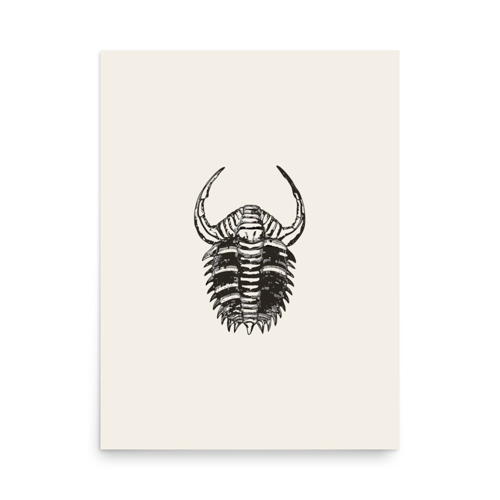 Dorsal view line art of the spiny trilobite Dicranurus monstrosus printed on an art print. 18″×24″ size.