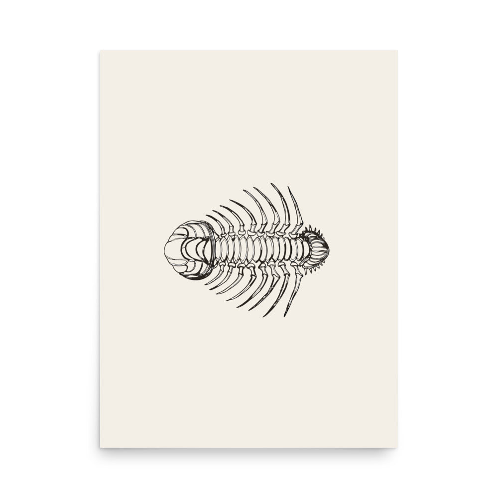 An Olenoides serratus trilobite scientific illustration printed on a minimalist art print. 18″×24″ size.