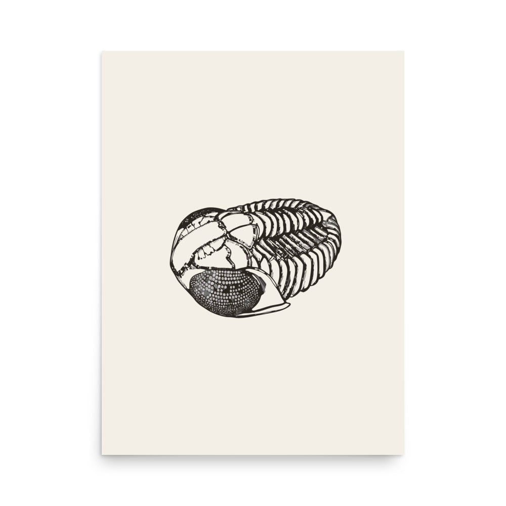 Scientific line art illustration of an enrolled Phacops rana trilobite in lateral view on an art print. 18″×24″ size.