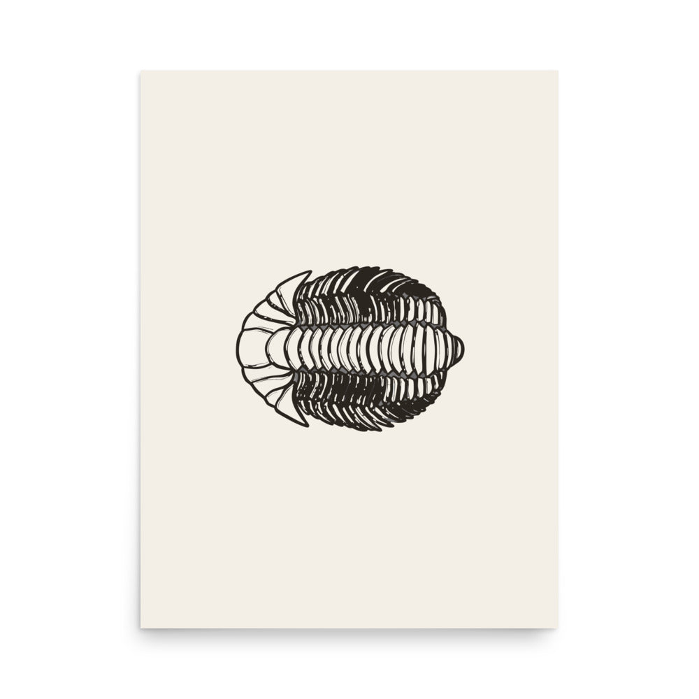 A detailed lithograph-style scientific illustration of a Calymene blumenbachii trilobite printed on an art print. 18″×24″ size.