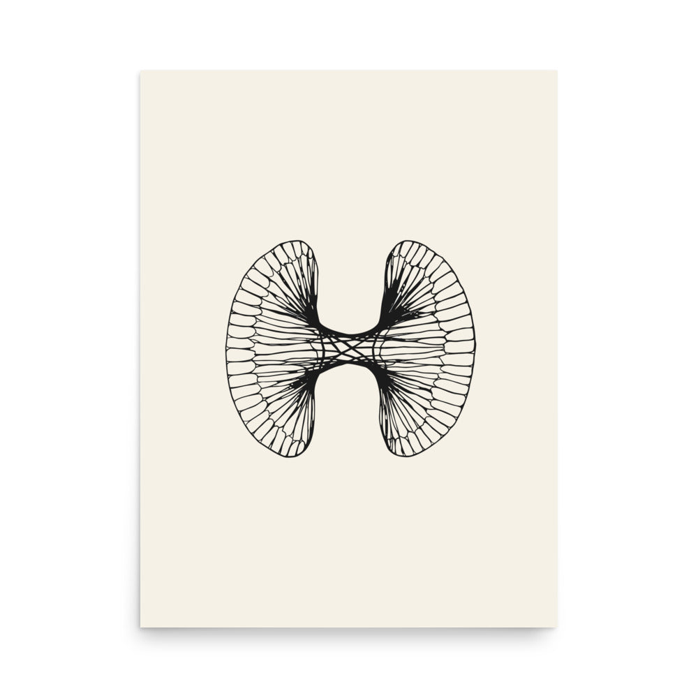 Scientific line drawing of a single pine pollen grain with two bladder wings printed on an art print. 18″×24″ size.