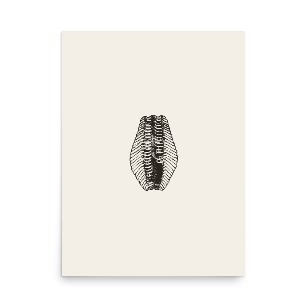 A clean line art print of a Cruziana trace fossil trackway with bilateral herringbone scratch marks on an art print. 18″×24″ size.