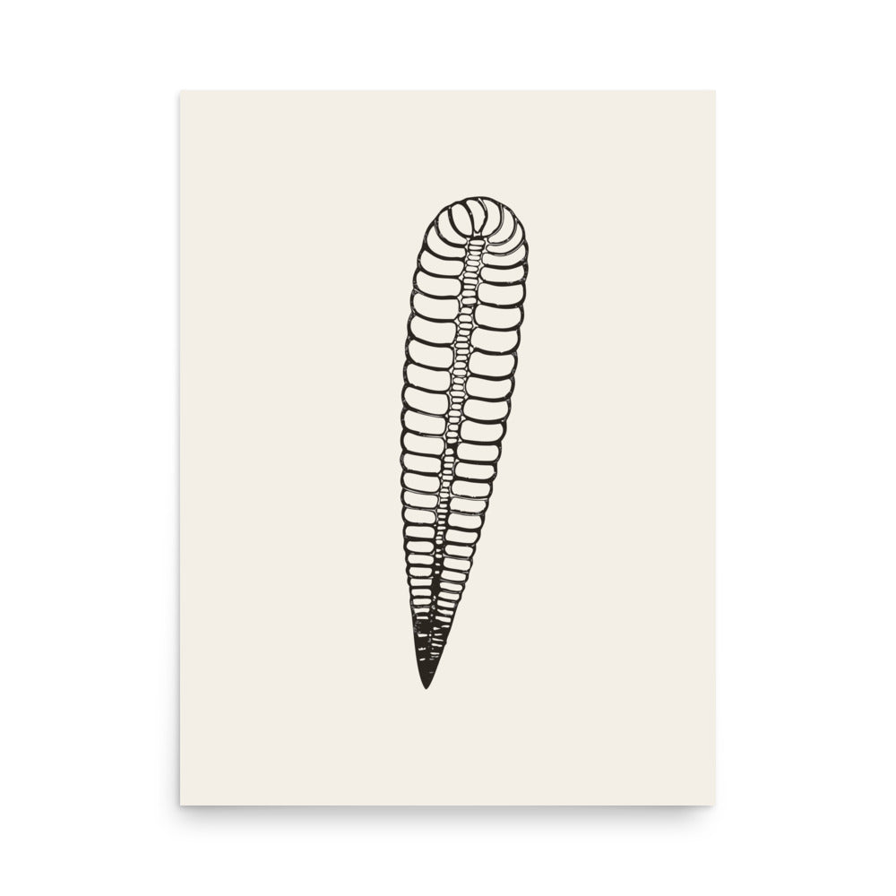 An orthocone nautiloid fossil longitudinal section line drawing printed on an art print. 18″×24″ size.