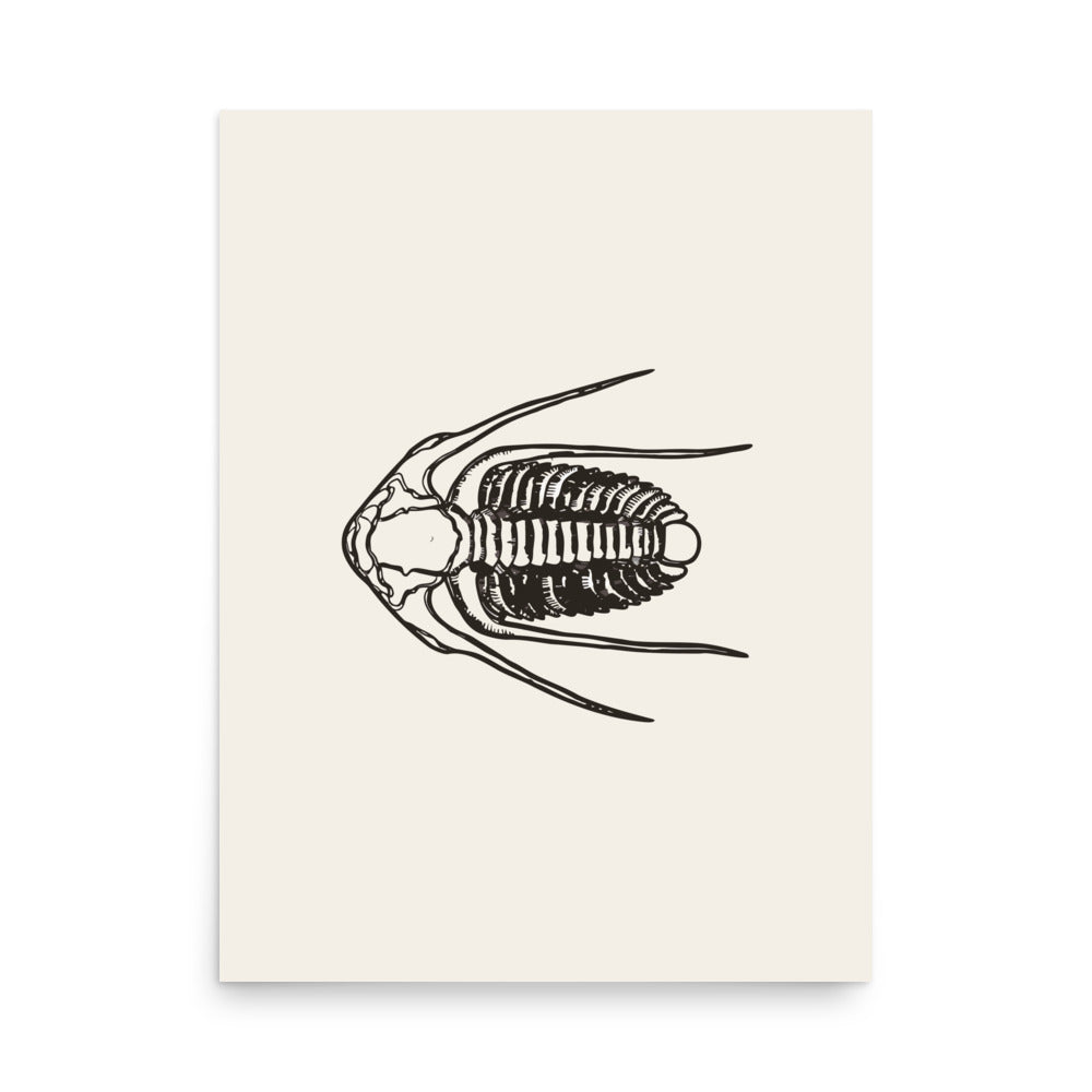 Anatomical line drawing of the Paradoxides davidis trilobite with long genal spines, printed on a museum-quality art print. 18″×24″ size.