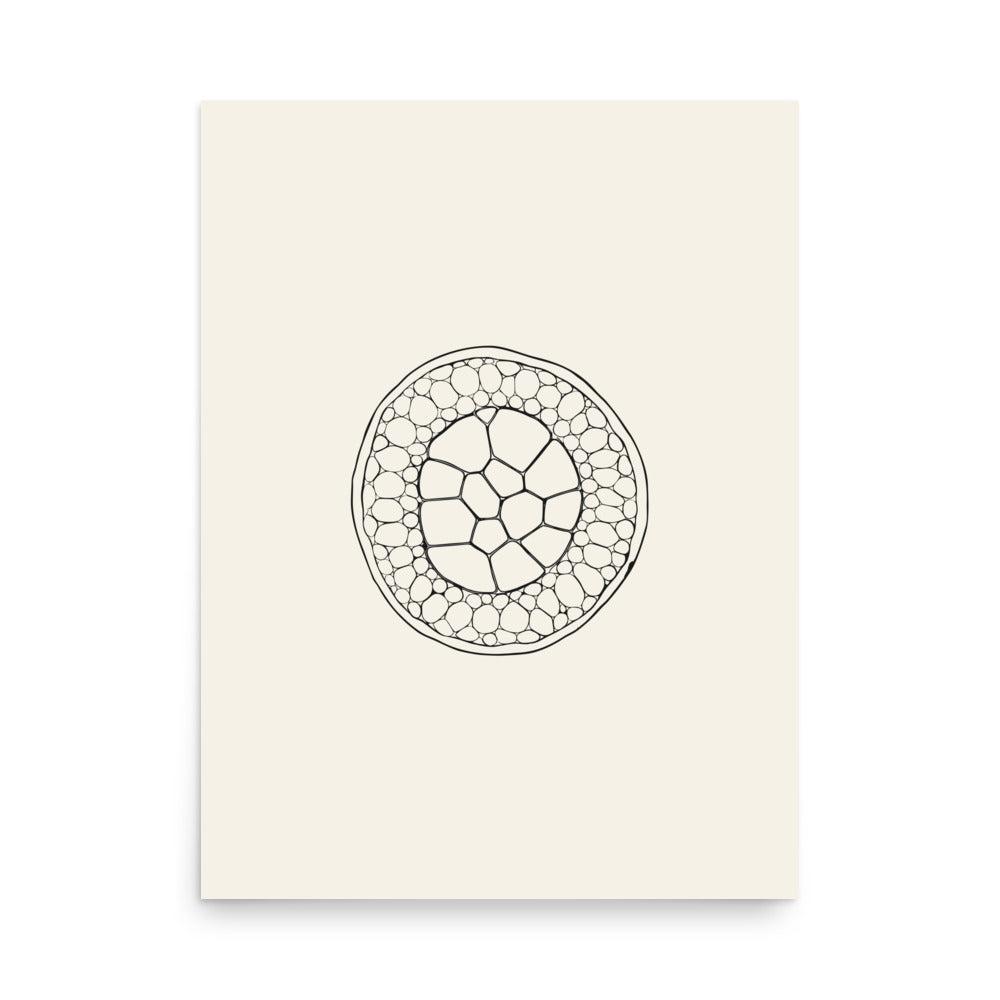 A precise micrographic line drawing of a transverse carnation stem section on a white paper art print. 18″×24″ size.