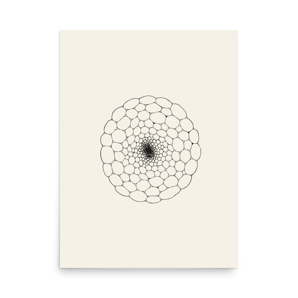 The detailed microscopic drawing of a water lily petiole section printed on an art print, displaying internal air canals. 18″×24″ size.