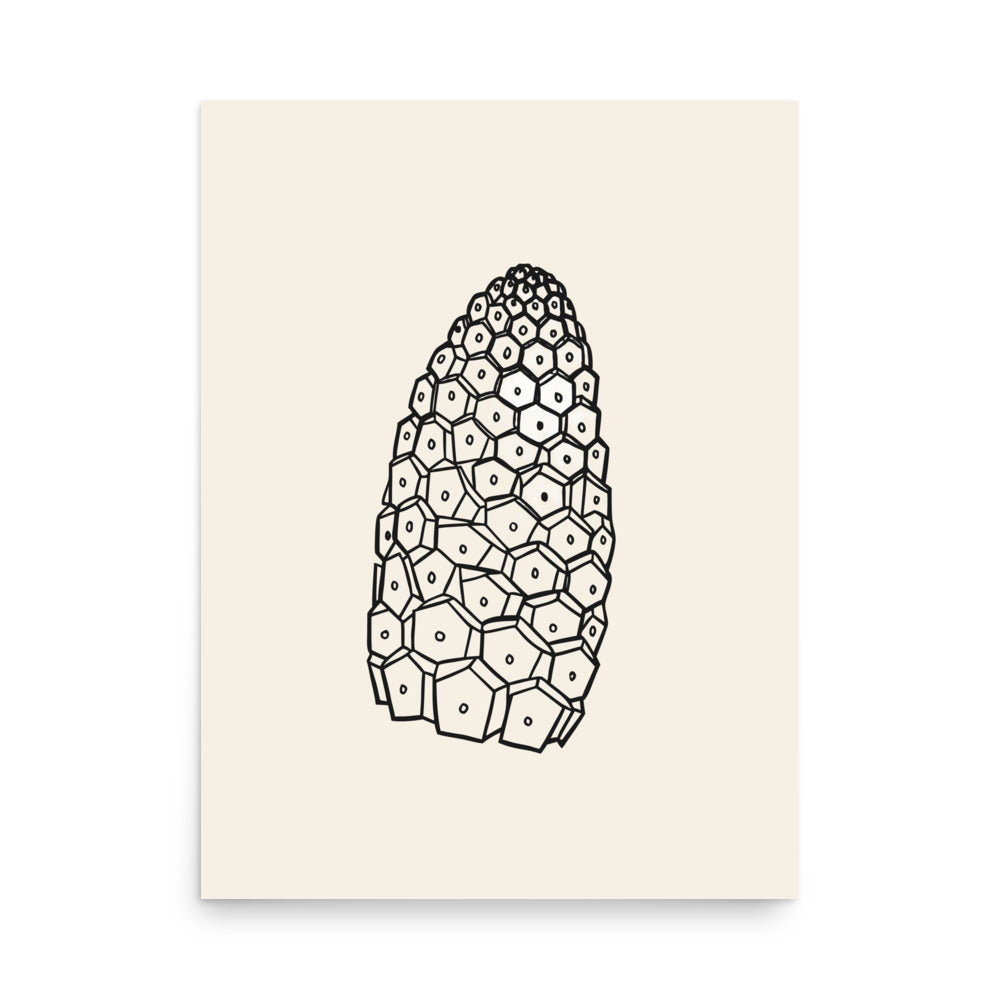 An art print featuring a detailed botanical line drawing of a field horsetail fertile cone. 18″×24″ size.