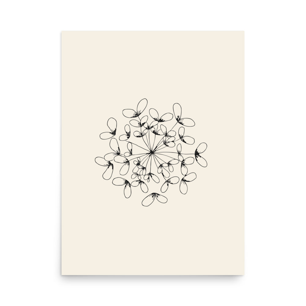 A detailed botanical line art illustration of a wild parsnip seed cluster printed on an art print. 18″×24″ size.