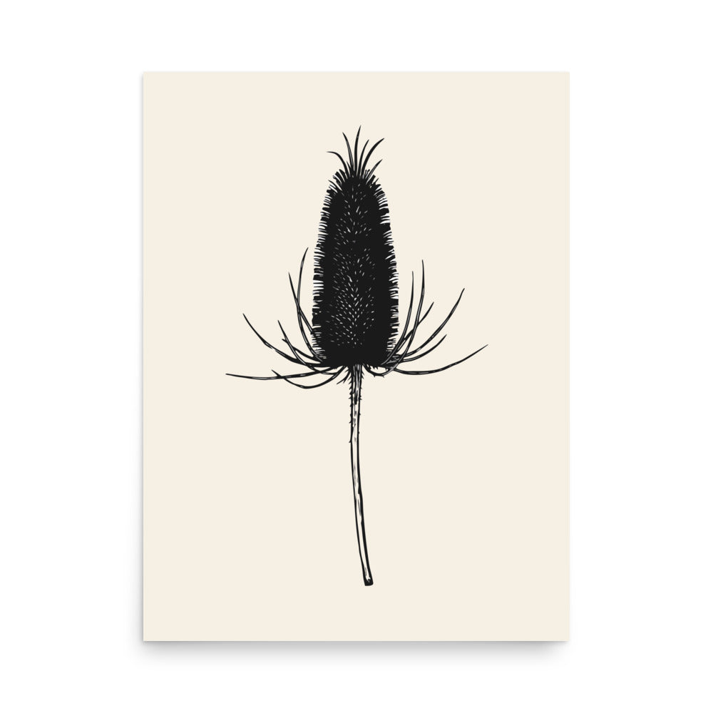 A detailed botanical line drawing of a dried teasel seed head on an art print. 18″×24″ size.