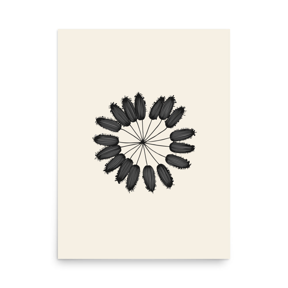A detailed botanical line art illustration of a cumin seed umbellule printed on an art print. 18″×24″ size.