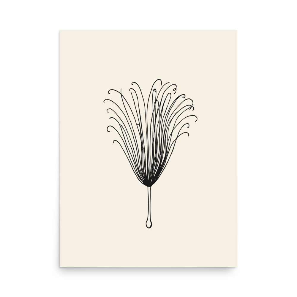 A detailed botanical engraving of a single feathery clematis achene plume printed on an art print. 18″×24″ size.